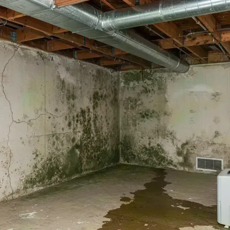 Professional Mold Removal in Madison County, TN